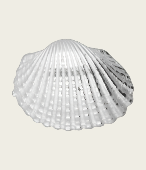 Zilveren Schelp Kokkel kettinghanger