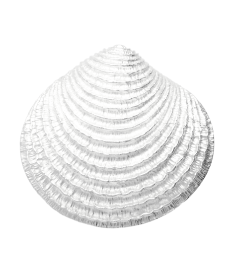 Silver Venus shell in detail XL necklace pendant 