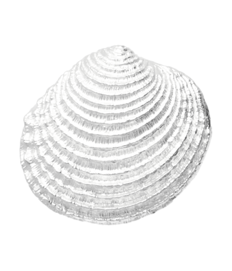 Silver Venus shell in detail medium chain pendant 